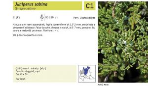 Flora Pagina 039 B.jpg