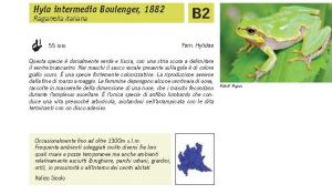 Fauna Pagina 309 B.jpg