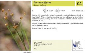 Flora Pagina 230 B.jpg