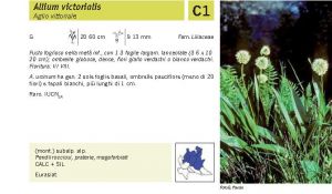 Flora Pagina 221 A.jpg