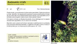 Flora Pagina 019 B.jpg