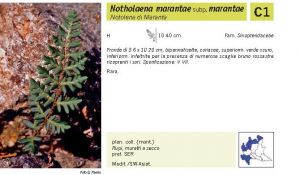 Flora Pagina 028 B.jpg