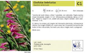 Flora Pagina 228 B.jpg