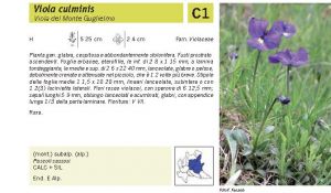 Flora Pagina 119 B.jpg