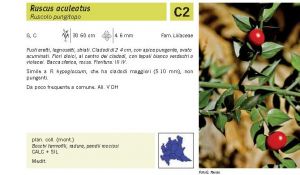 Flora Pagina 223 B.jpg