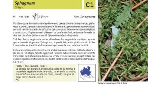 Flora Pagina 019 A.jpg