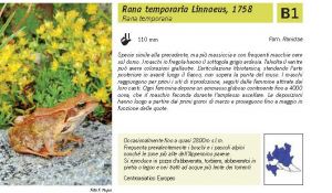 Fauna Pagina 312 B.jpg