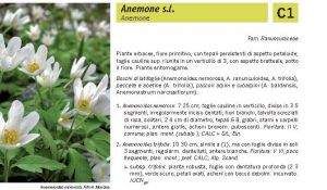 Flora Pagina 066 B.jpg