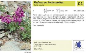 Flora Pagina 110 B.jpg