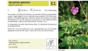 Flora Pagina 111 B.jpg