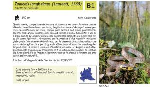 Fauna Pagina 317 B.jpg