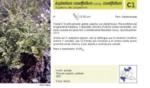 Flora Pagina 032 A.jpg